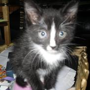 Blanding af racer Madsen