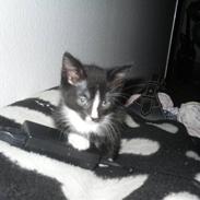 Blanding af racer Madsen