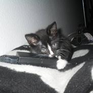 Blanding af racer Madsen