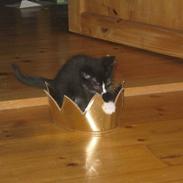 Blanding af racer Madsen