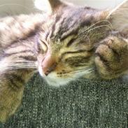 Blanding af racer gunner/mini mis "SAVNES"