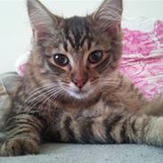 Blanding af racer gunner/mini mis "SAVNES"