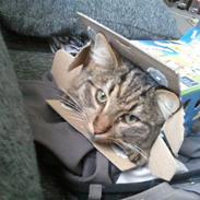 Blanding af racer gunner/mini mis "SAVNES"