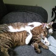 Blanding af racer gunner/mini mis "SAVNES"