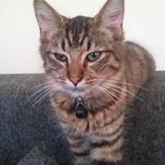 Blanding af racer gunner/mini mis "SAVNES"