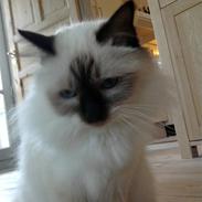 Hellig Birma Baloo (Charlie)