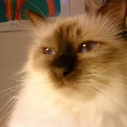 Hellig Birma Baloo (Charlie)