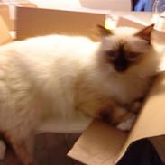 Hellig Birma Baloo (Charlie)