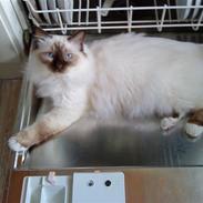 Hellig Birma Baloo (Charlie)