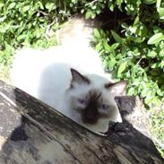 Hellig Birma Baloo (Charlie)