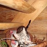 Blanding af racer O*malley