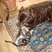 Blanding af racer O*malley