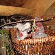 Blanding af racer O*malley