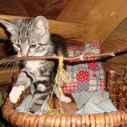 Blanding af racer O*malley