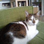 Blanding af racer Opium/Smukke