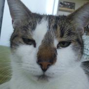 Blanding af racer Opium/Smukke