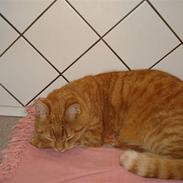 Blanding af racer rød missen