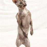 Cornish Rex street diva