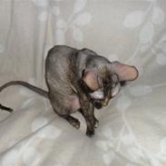 Cornish Rex street diva