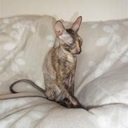 Cornish Rex street diva