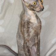 Cornish Rex street diva