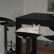 Blanding af racer Pride