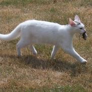 Blanding af racer Pride