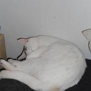 Blanding af racer Pride