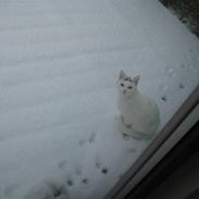 Blanding af racer Pride