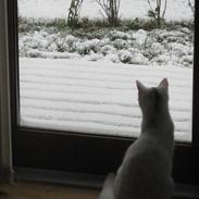 Blanding af racer Pride