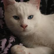 Blanding af racer Loui *R.I.P.* :'(