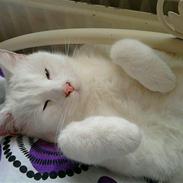 Blanding af racer Loui *R.I.P.* :'(