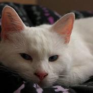 Blanding af racer Loui *R.I.P.* :'(