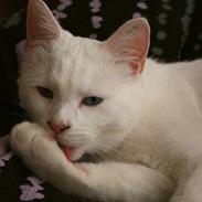 Blanding af racer Loui *R.I.P.* :'(