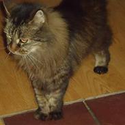 Maine Coon Lucky +1996-2014++