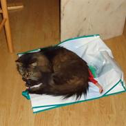 Maine Coon Lucky +1996-2014++