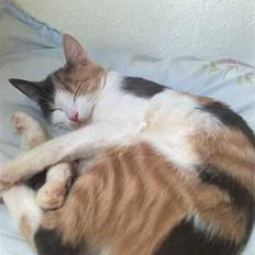 Blanding af racer Zoe