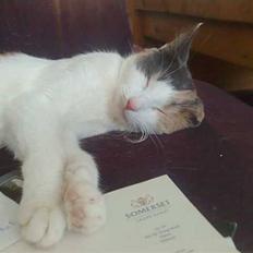 Blanding af racer Zoe