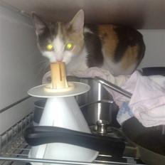 Blanding af racer Zoe