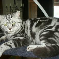 British Shorthair Bibi