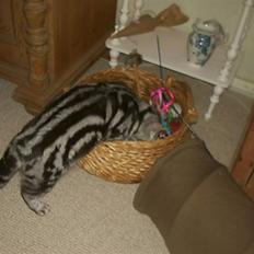 British Shorthair Bibi