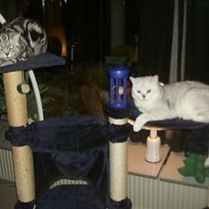 British Shorthair Bibi