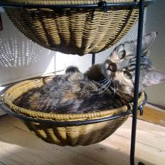 Blanding af racer Ayla