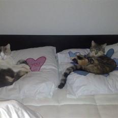 Blanding af racer Ayla