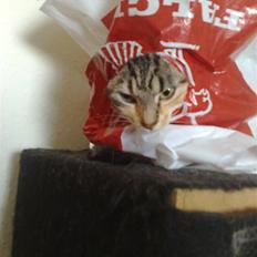 Blanding af racer Ayla