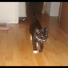 Huskat Batman (Bruce Wayne)