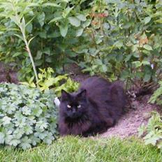 Blanding af racer Moody