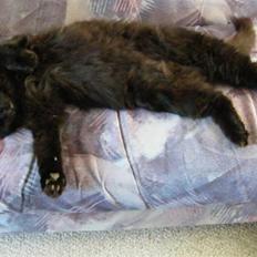 Blanding af racer Moody