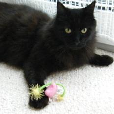 Blanding af racer Moody