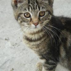 Blanding af racer Skipper